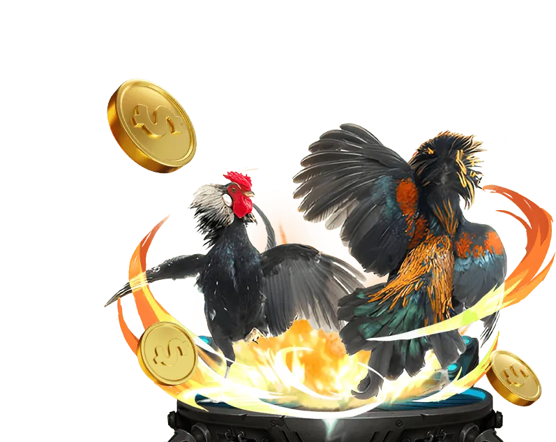 Kèo Meron đá gà XN88